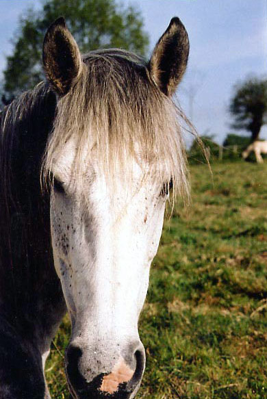 ARABE BARBE (POULINIERE)